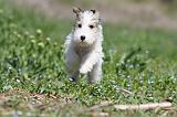 FOX TERRIER 317